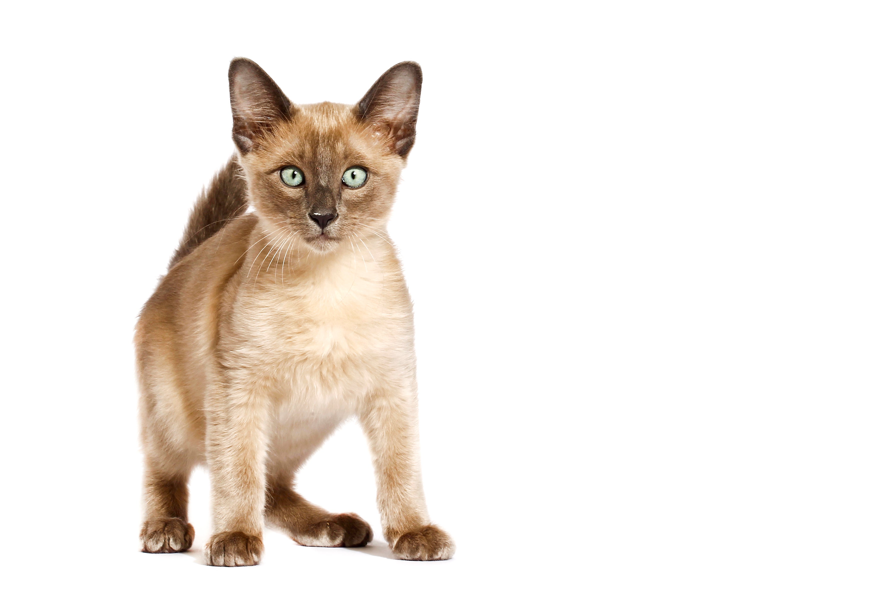 Sitting tall Thai Ridgeback dog breed against a white background