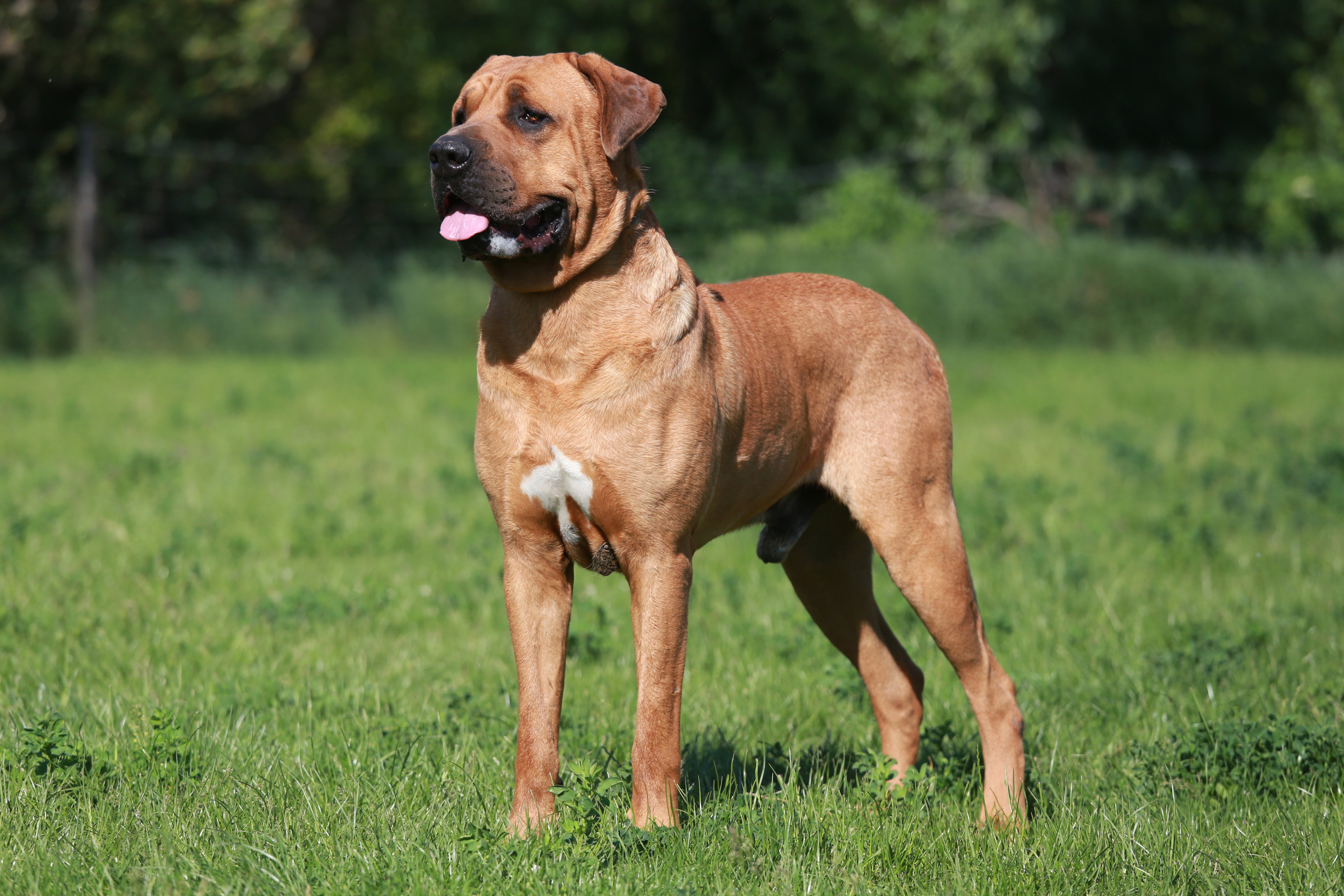 Standing Tosa Inu dog breed outside on the grass panting