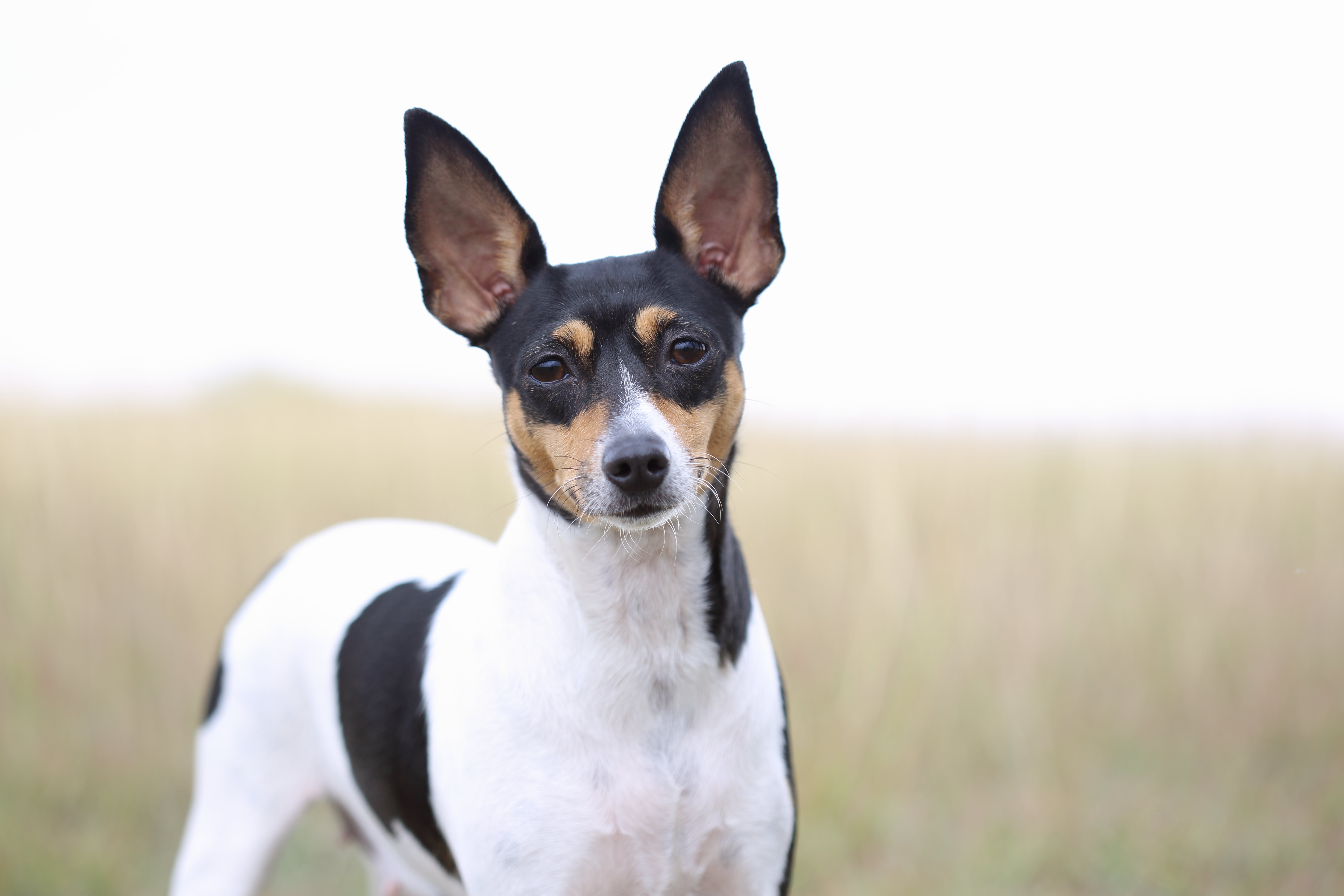 Close up of a Toy Fox Terrier dog breed standing in a field