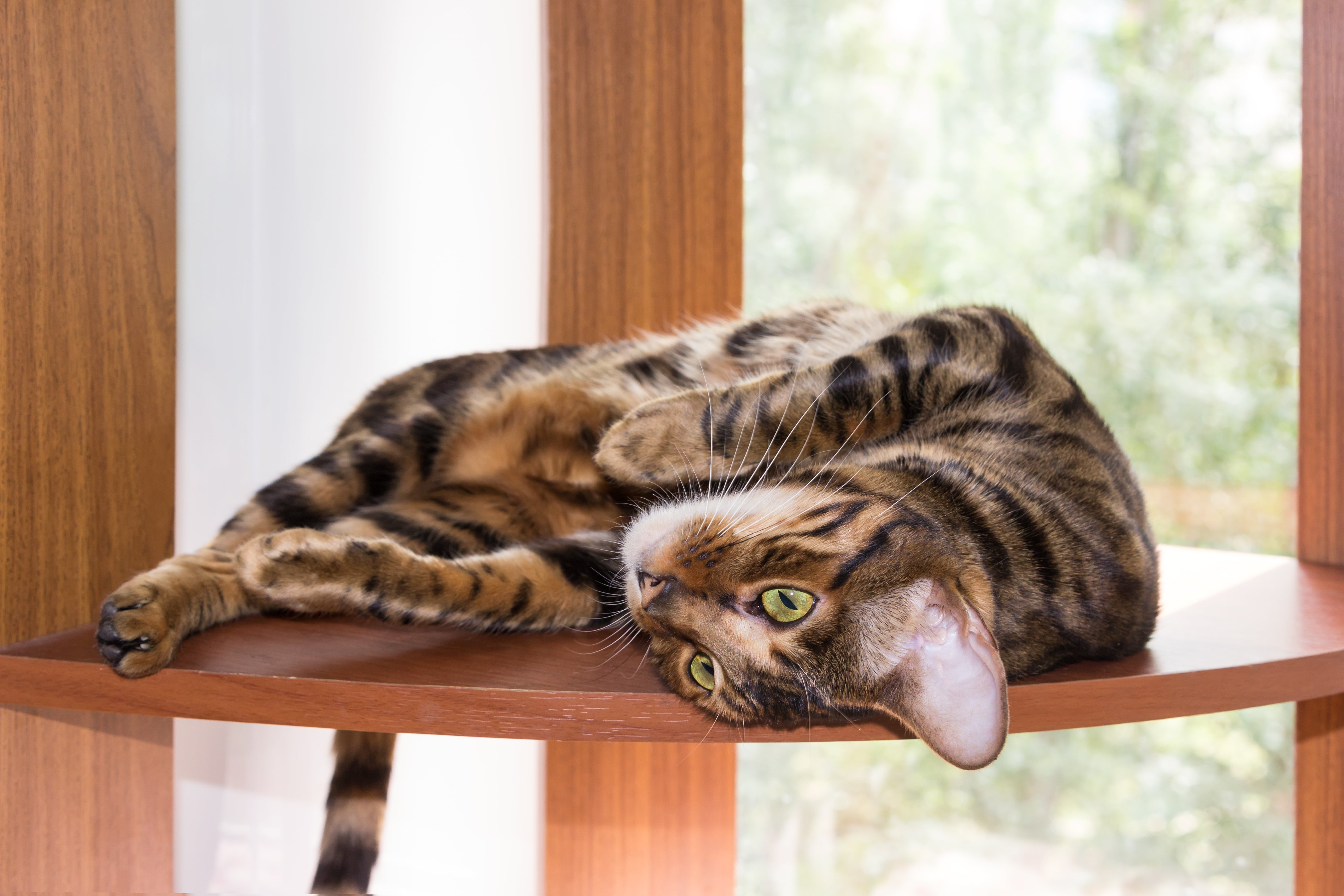 Toyger cat breed laying twisted on a table with window in the background