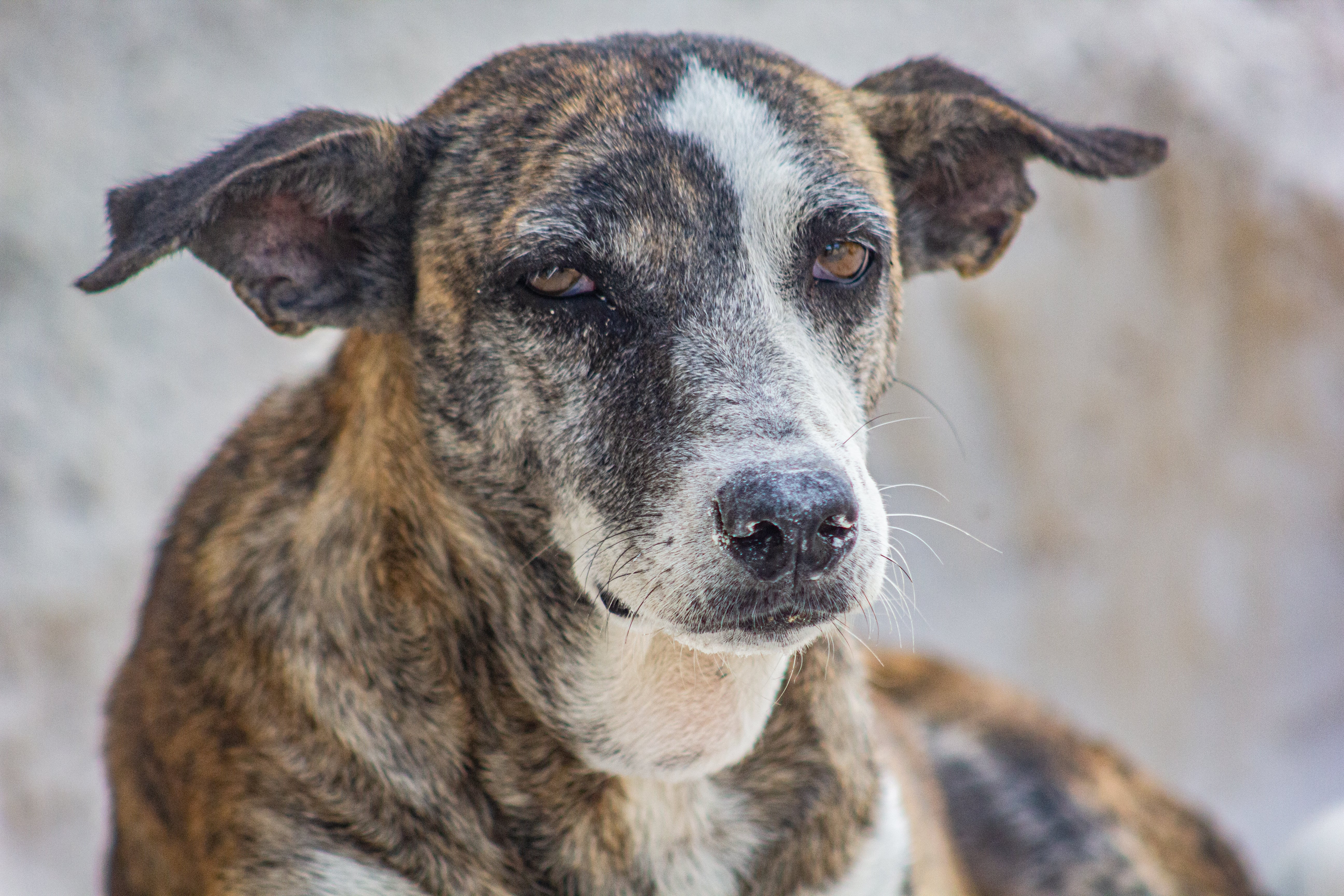 Close up of a Treeing Tennessee Brindle dog breed laying down looking at the camera