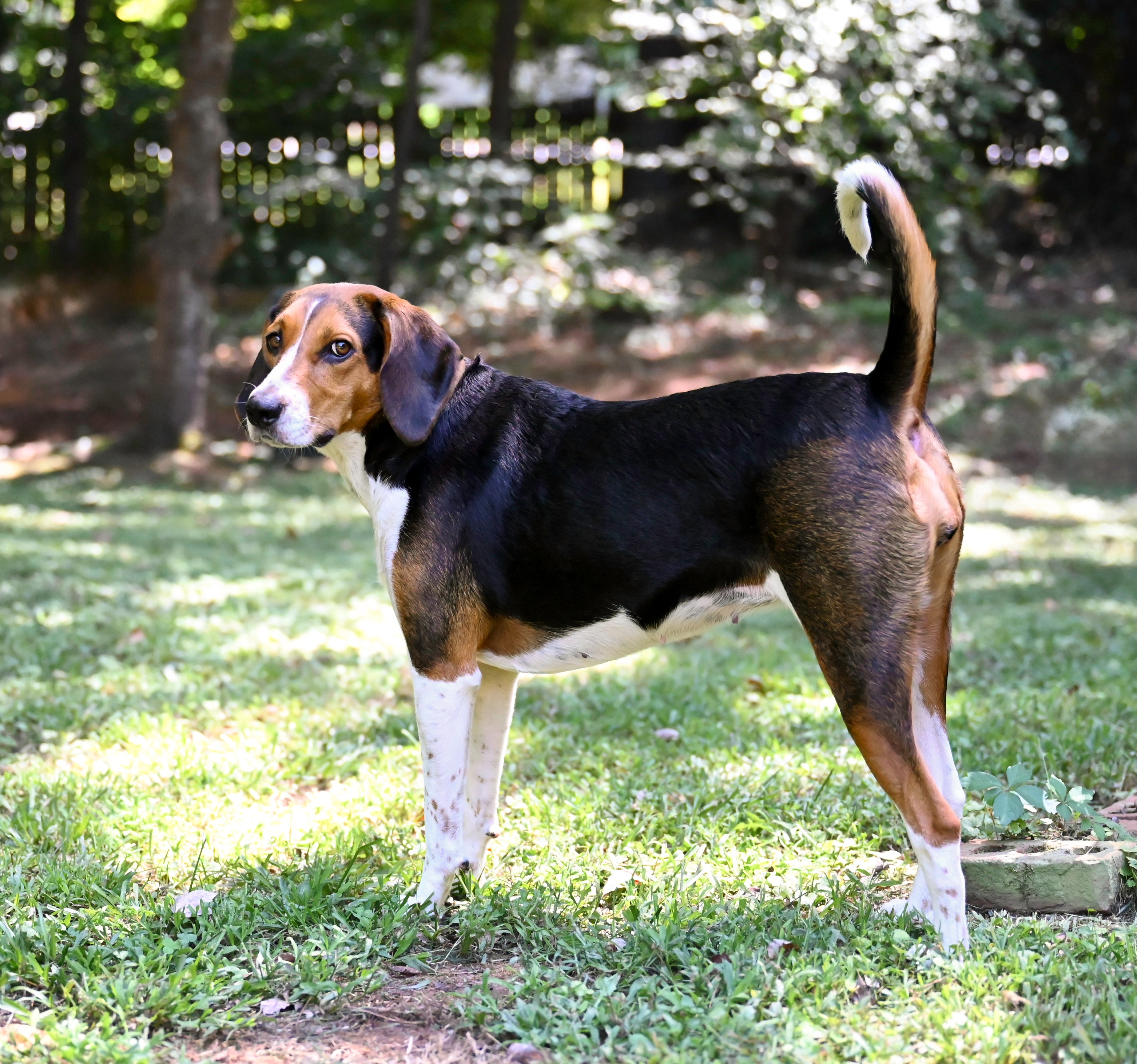 Standing side view of a Treeing Walker Coonhound dog breed on grass looking at the camera