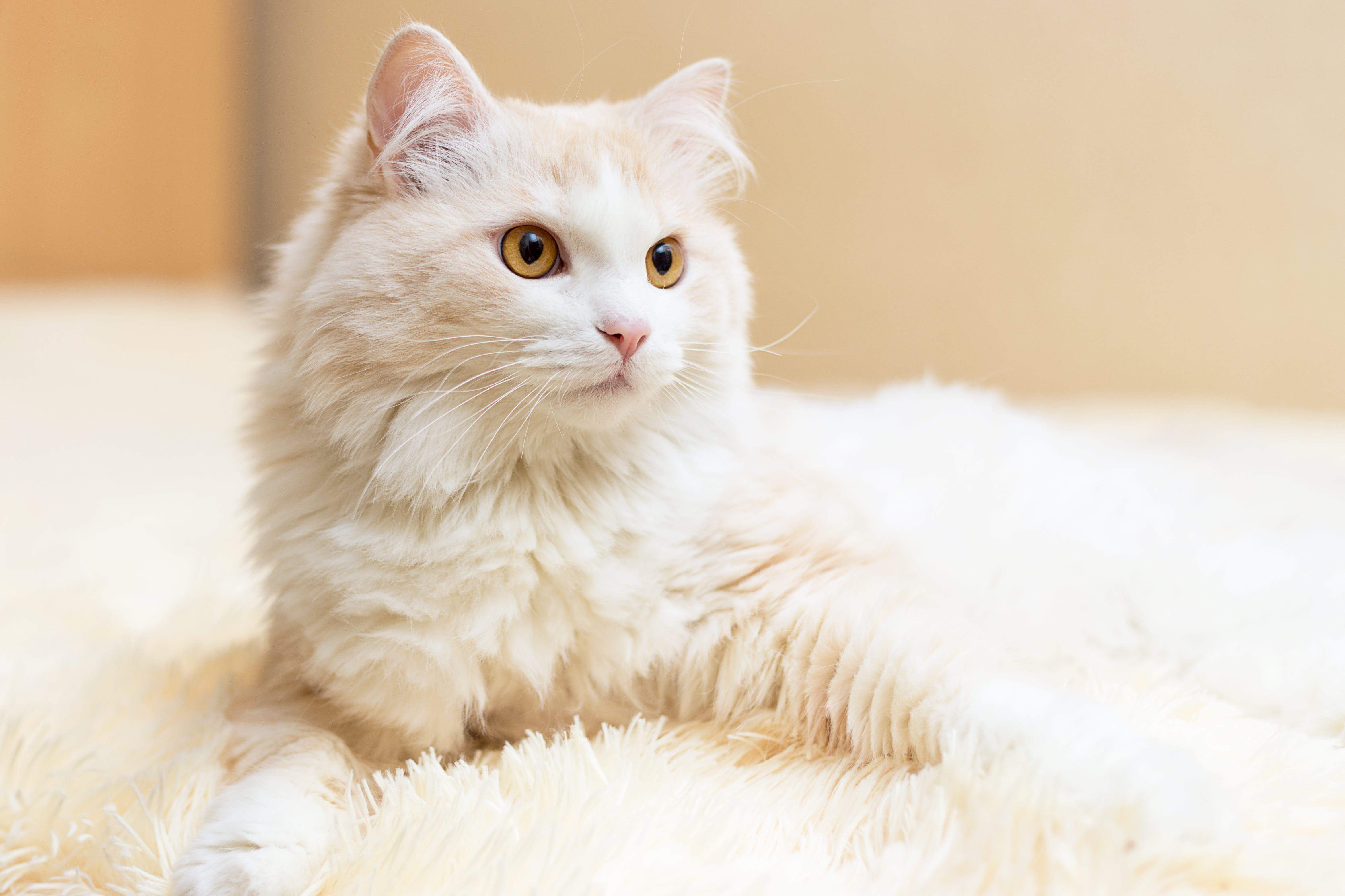 Close up of a white Turkish Angora cat breed laying down on a fluffy blanket looking to the right