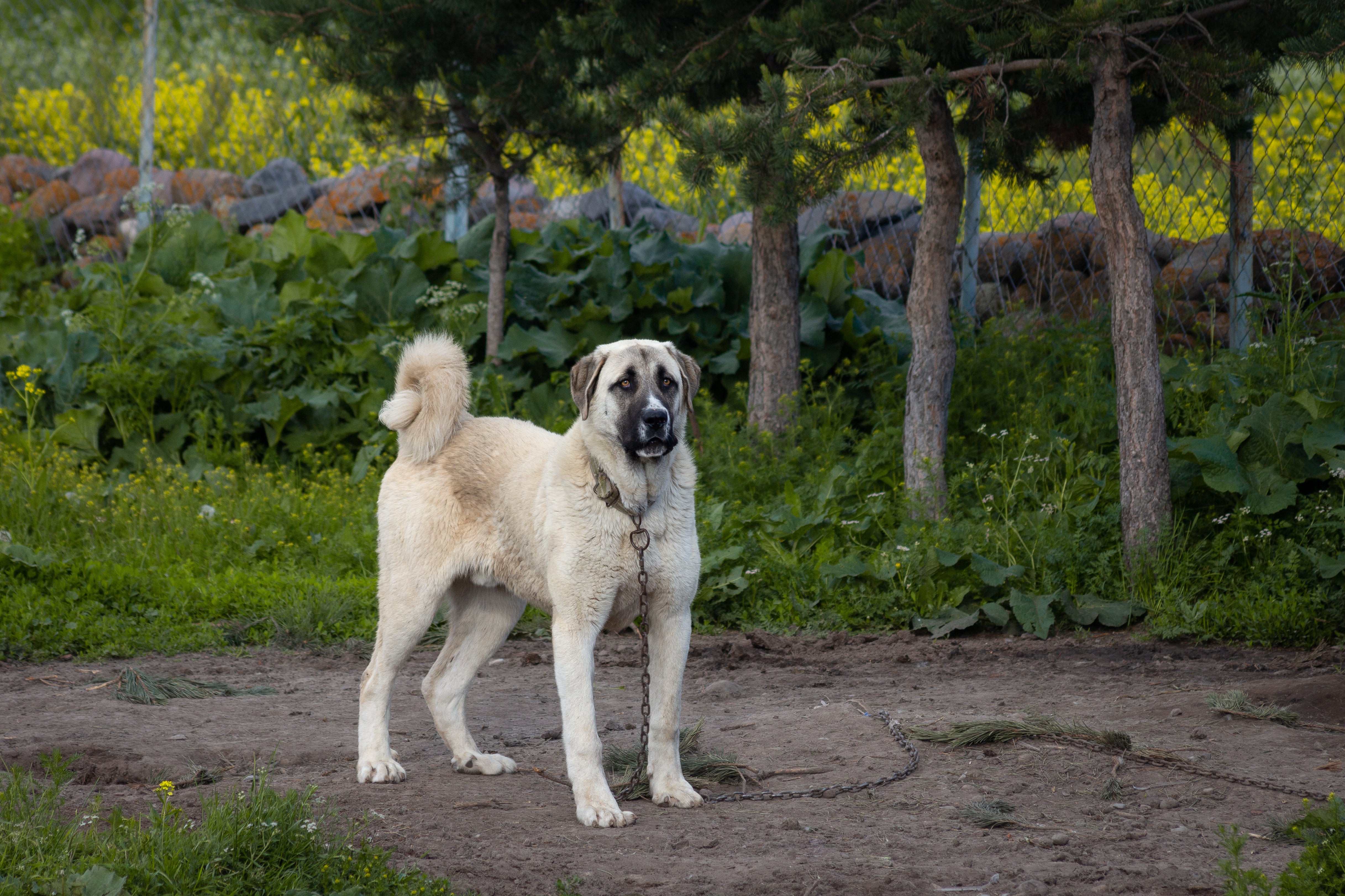 Turkish Kangal dog breed standing tall on dirt with curled tail and trees in the background