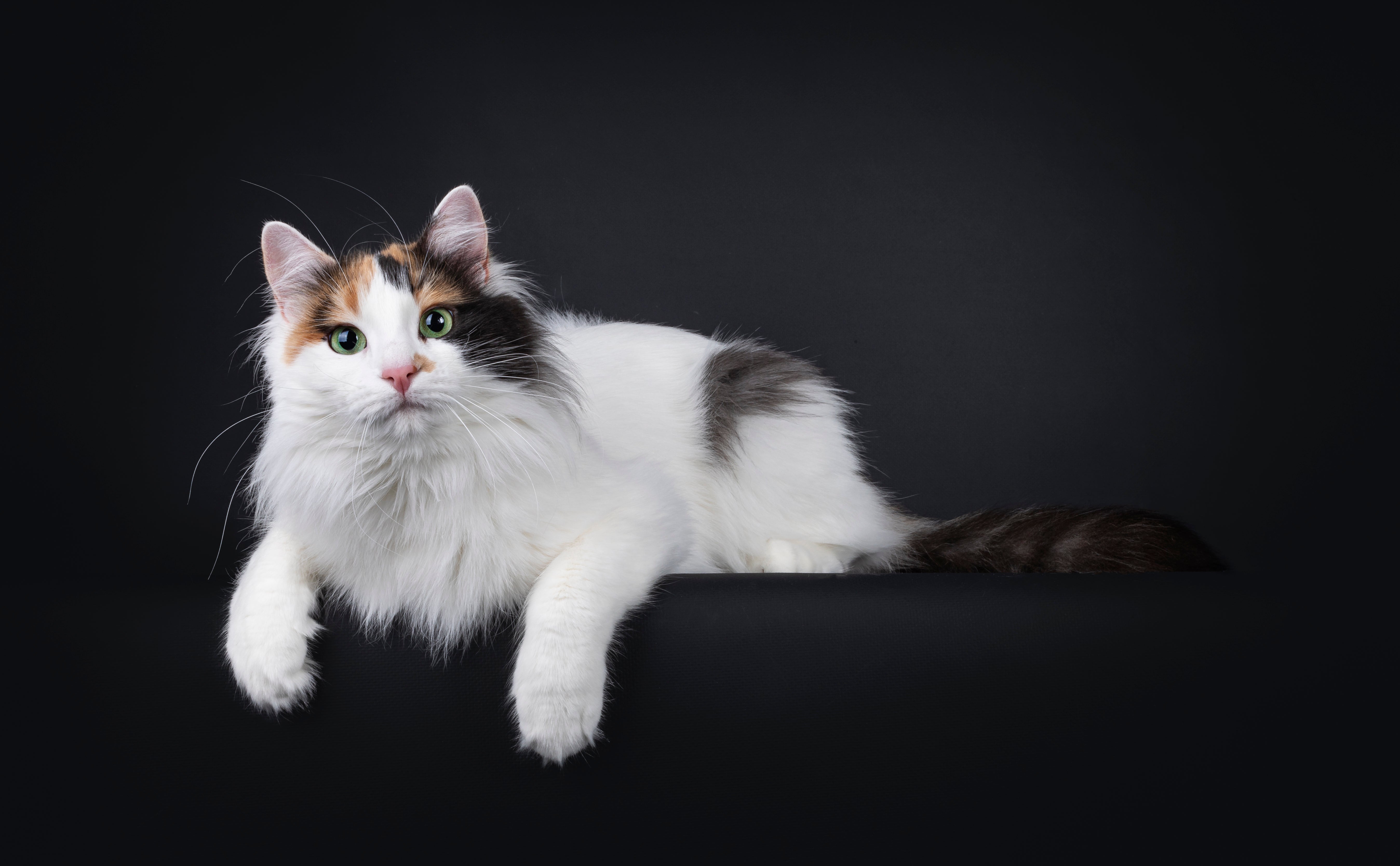 Turkish Van cat breed sitting tall against a black background