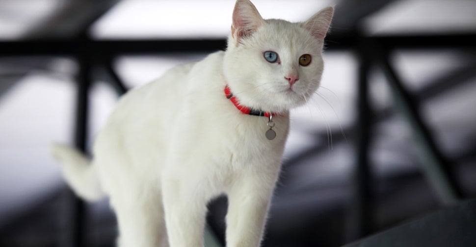 Turkish-Van-white