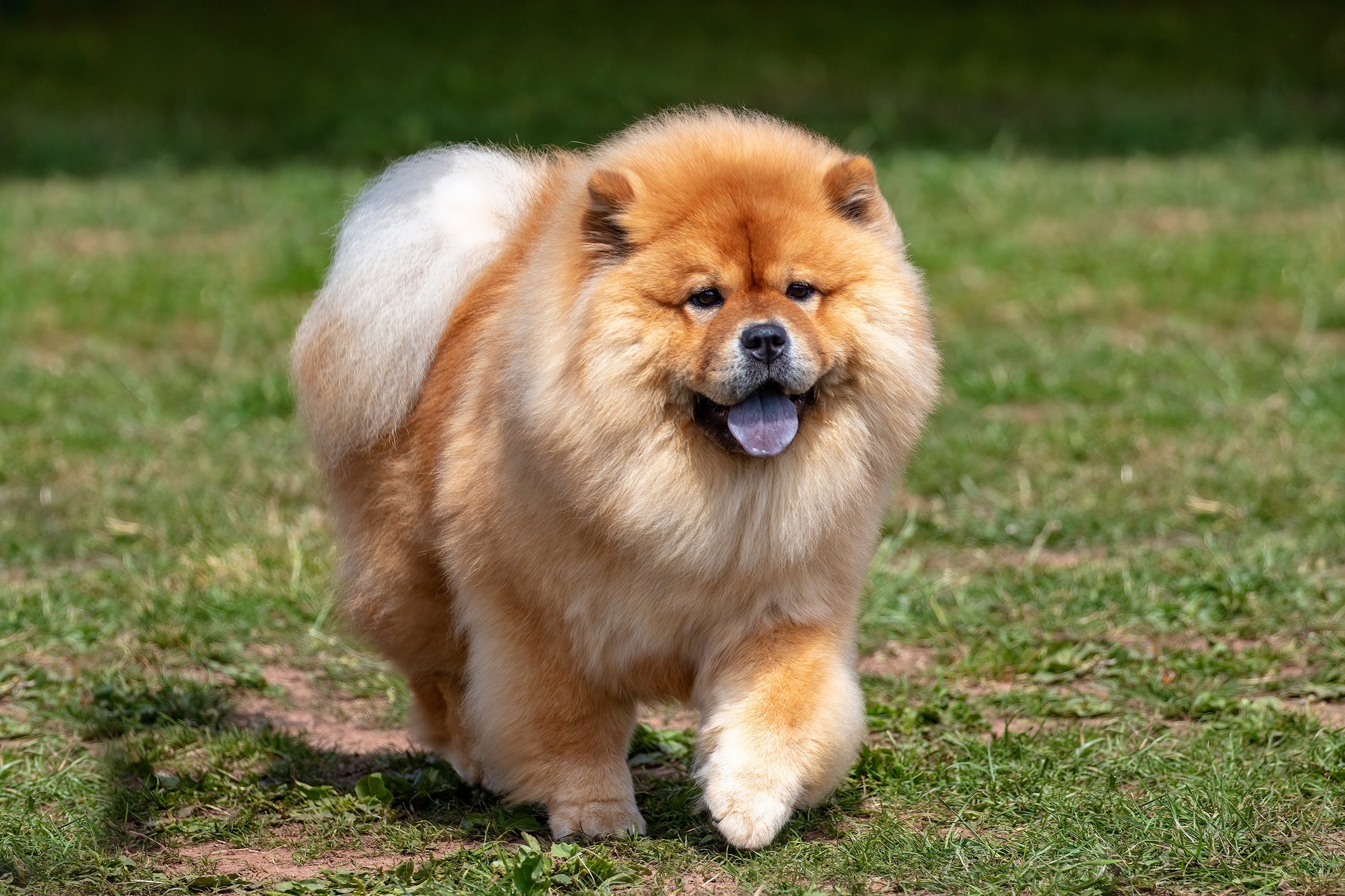Utility dog, chow chow breed, running in grassy field