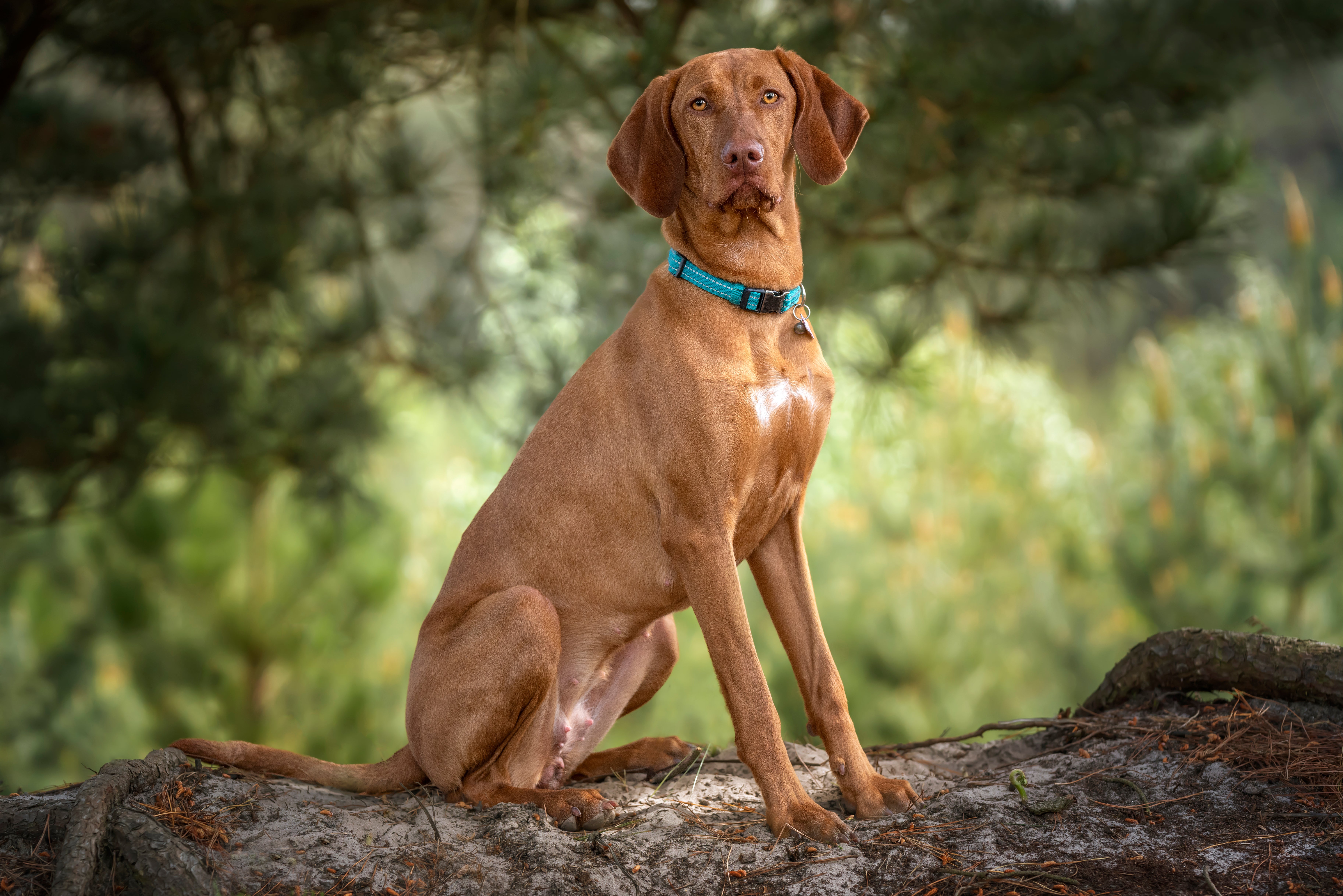 side view of vizsla dog breed sitting upright under a tree