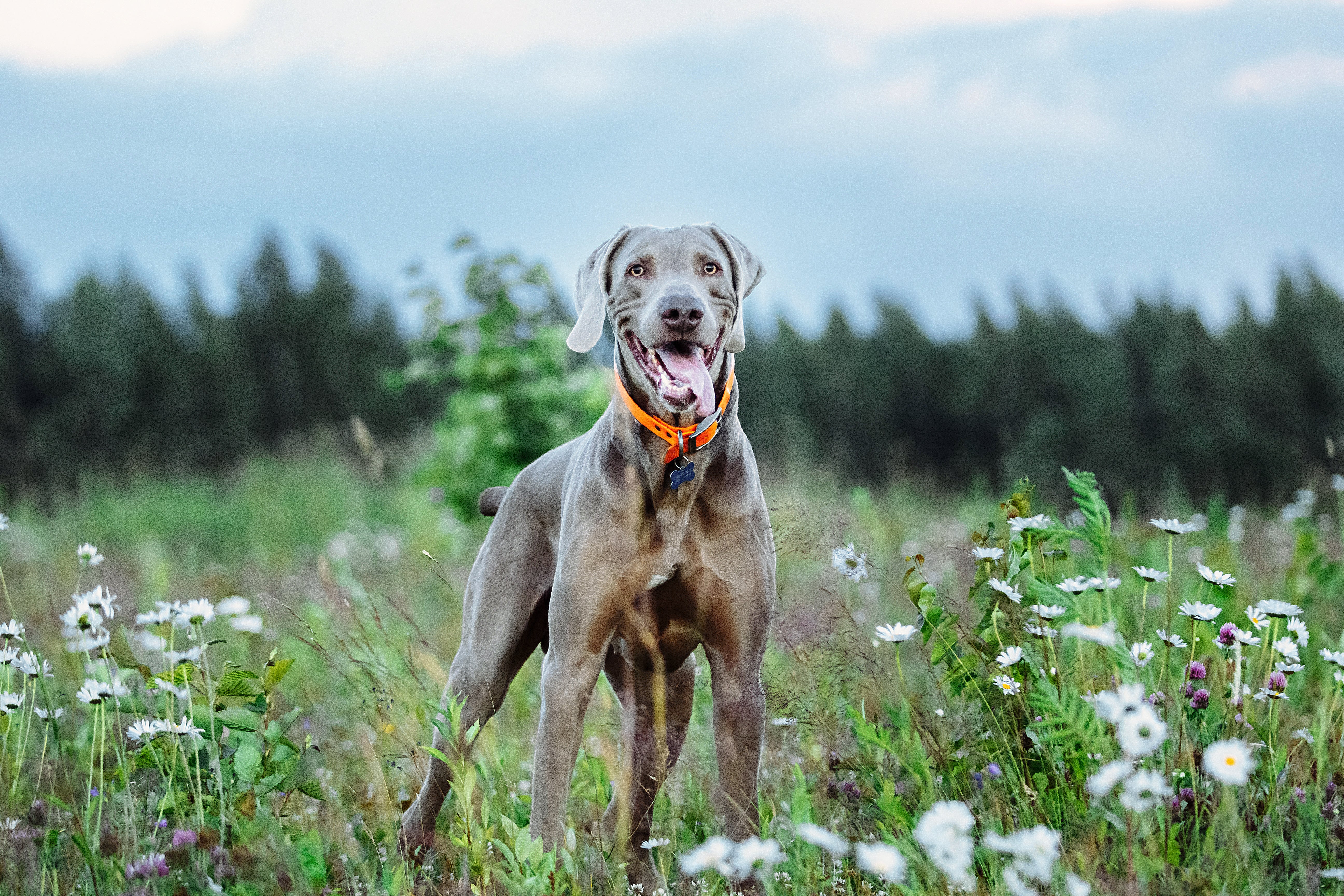 front view of cheerful weimaraner standing in a field at dusk