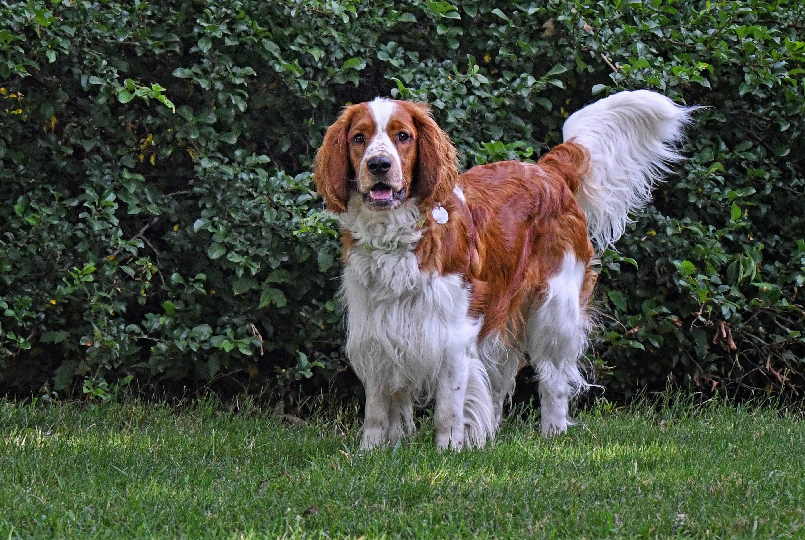 Young Welsh Springer Spaniel dog breed standing on grass with green bushes behind