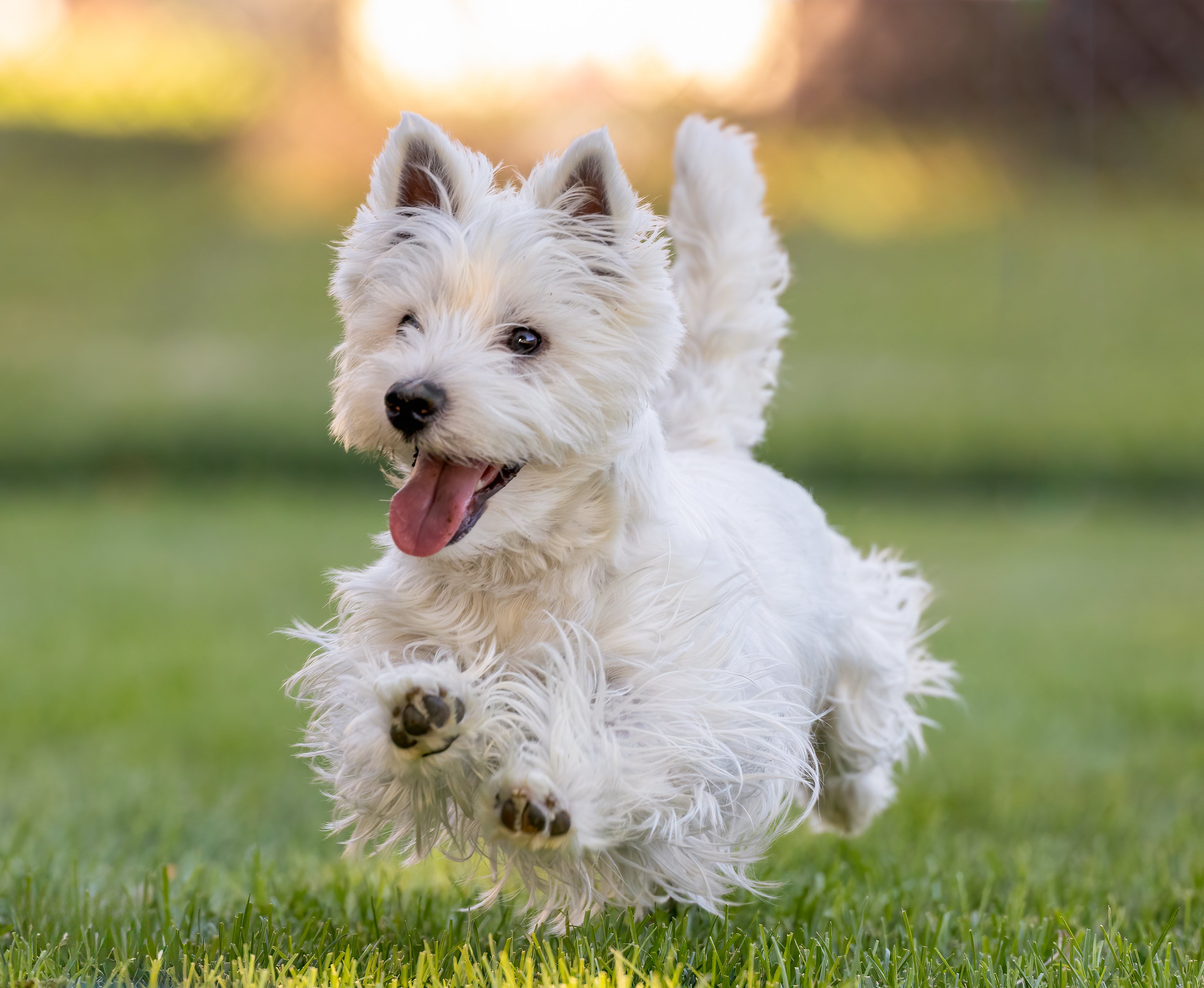 west highland terrier dog breed running in the grass with mouth open and tail up