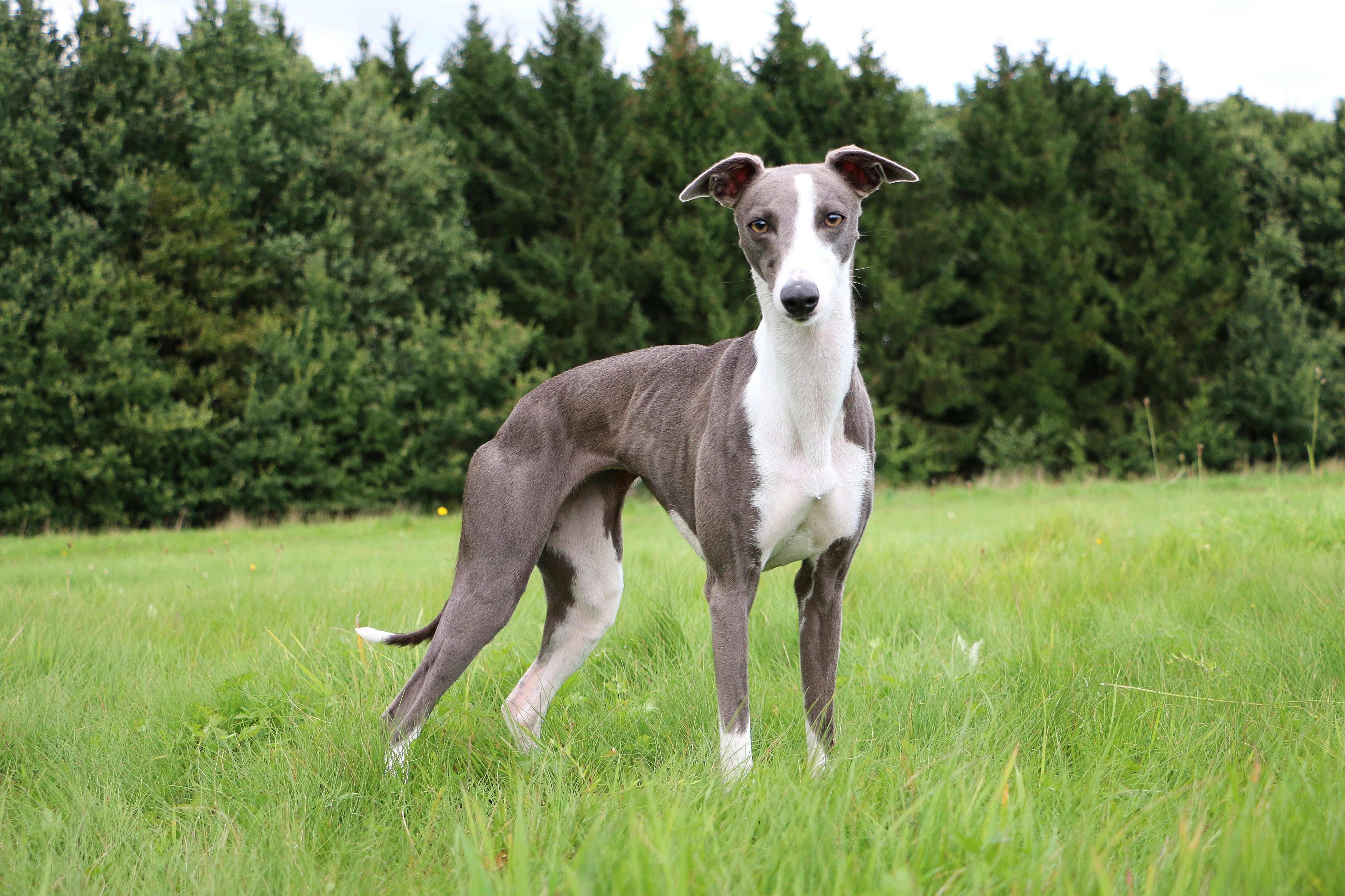 Whippet dog breed standing tall in a meadow with trees in the background