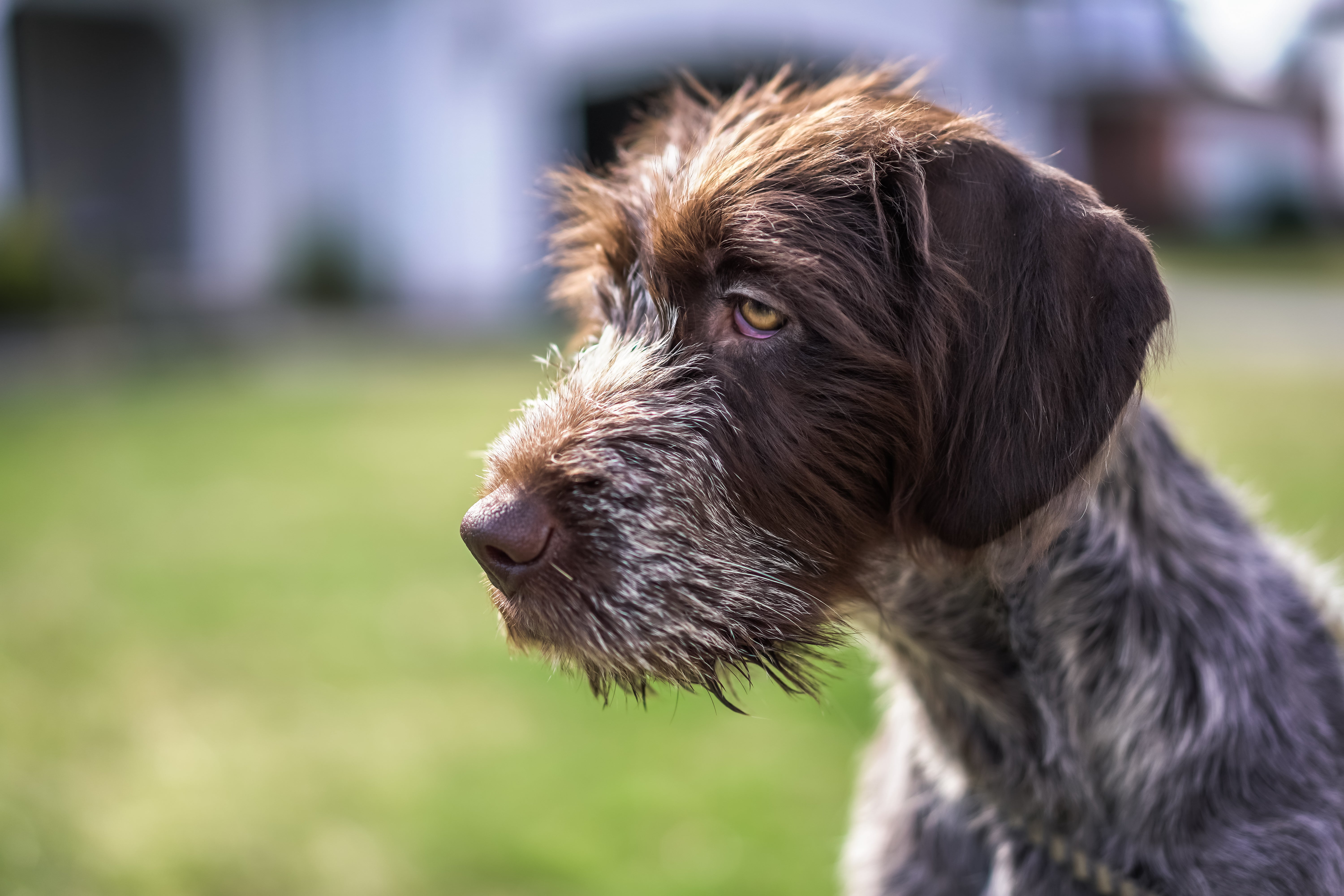 Side view headshot of a Wirehaired Pointing Griffon dog breed puppy outside