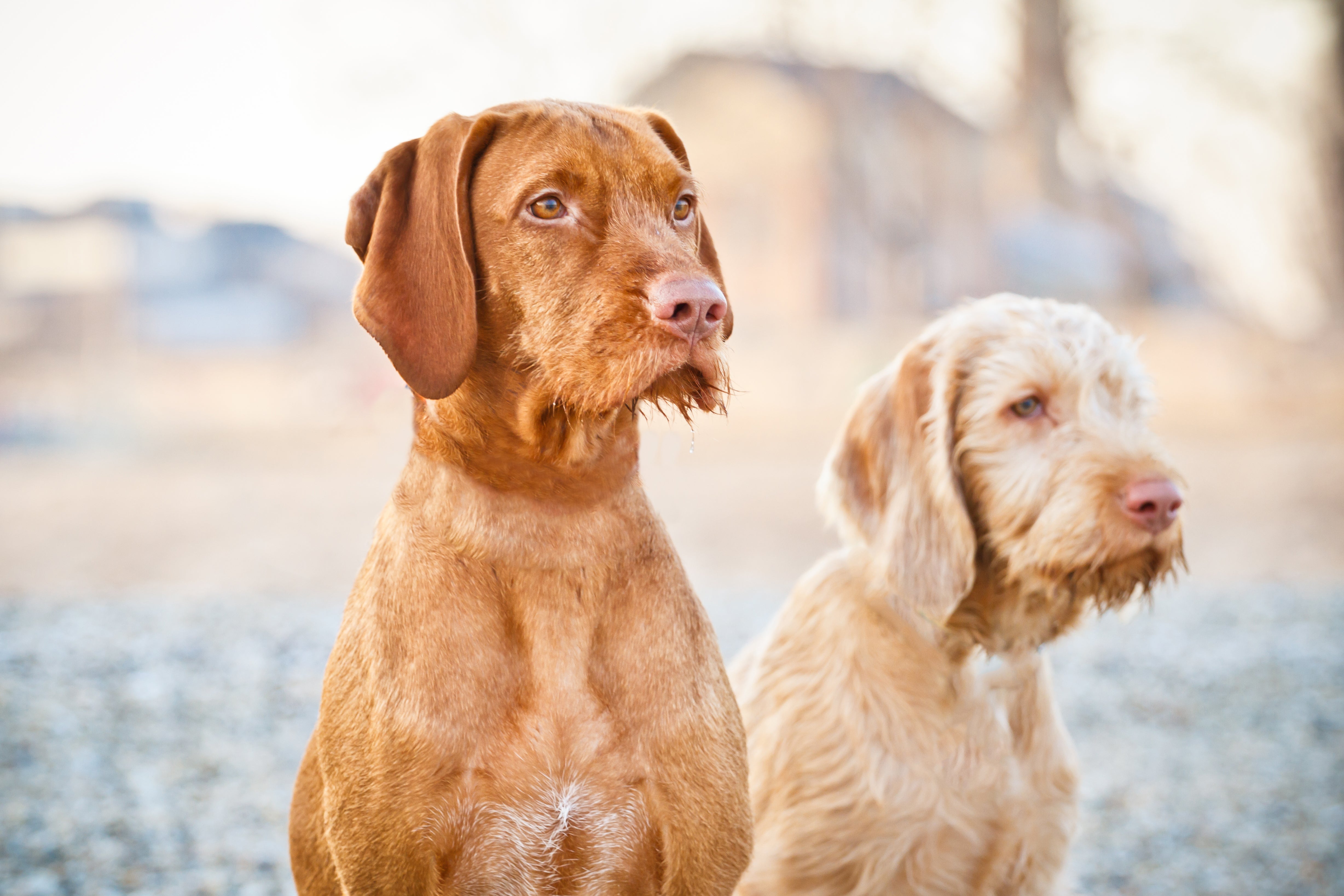 Wet Wirehaired Vizsla dog breed standing in the water on the edge of a lake