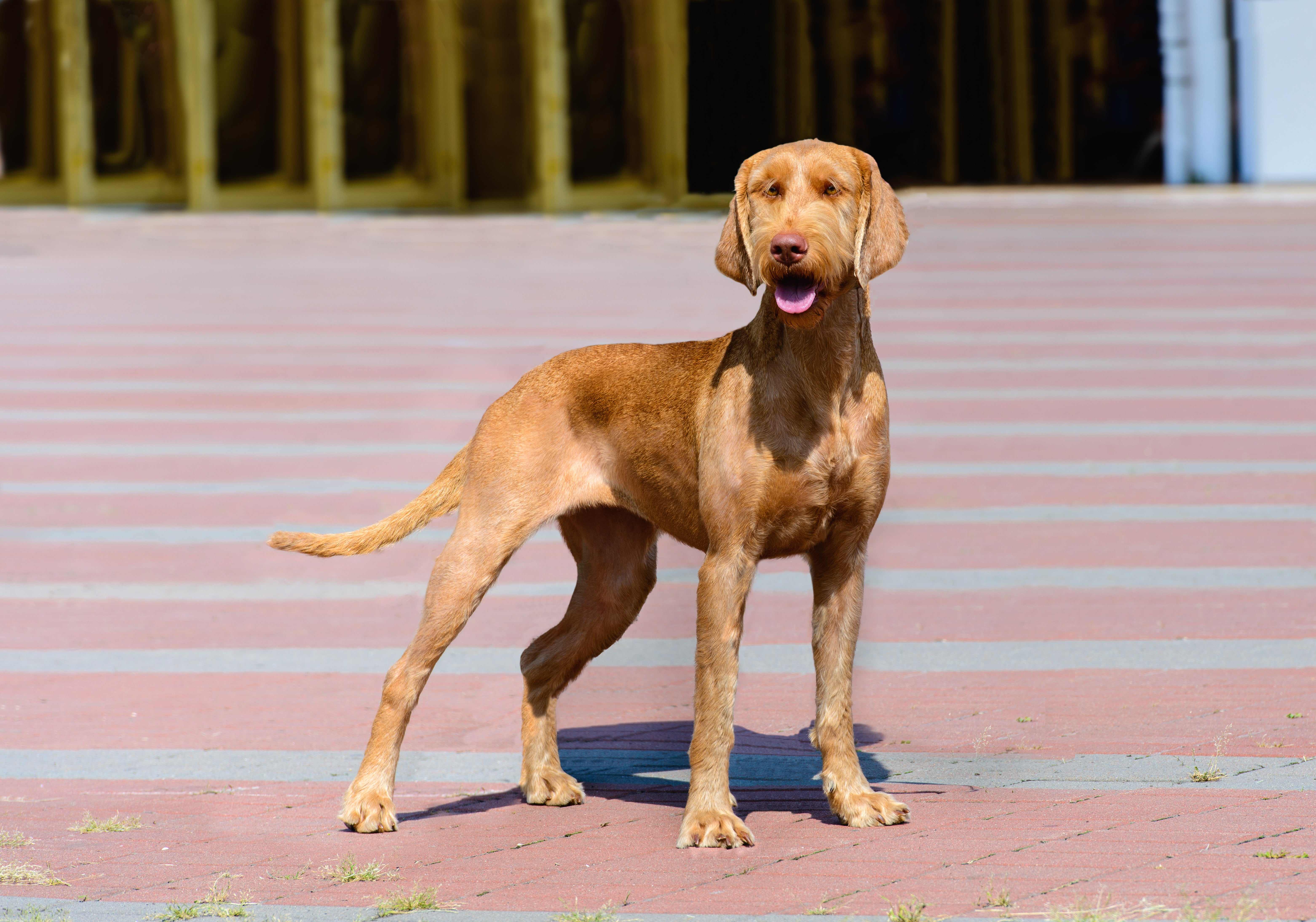 Close up of a Wirehaired Vizsla dog breed panting against a white background