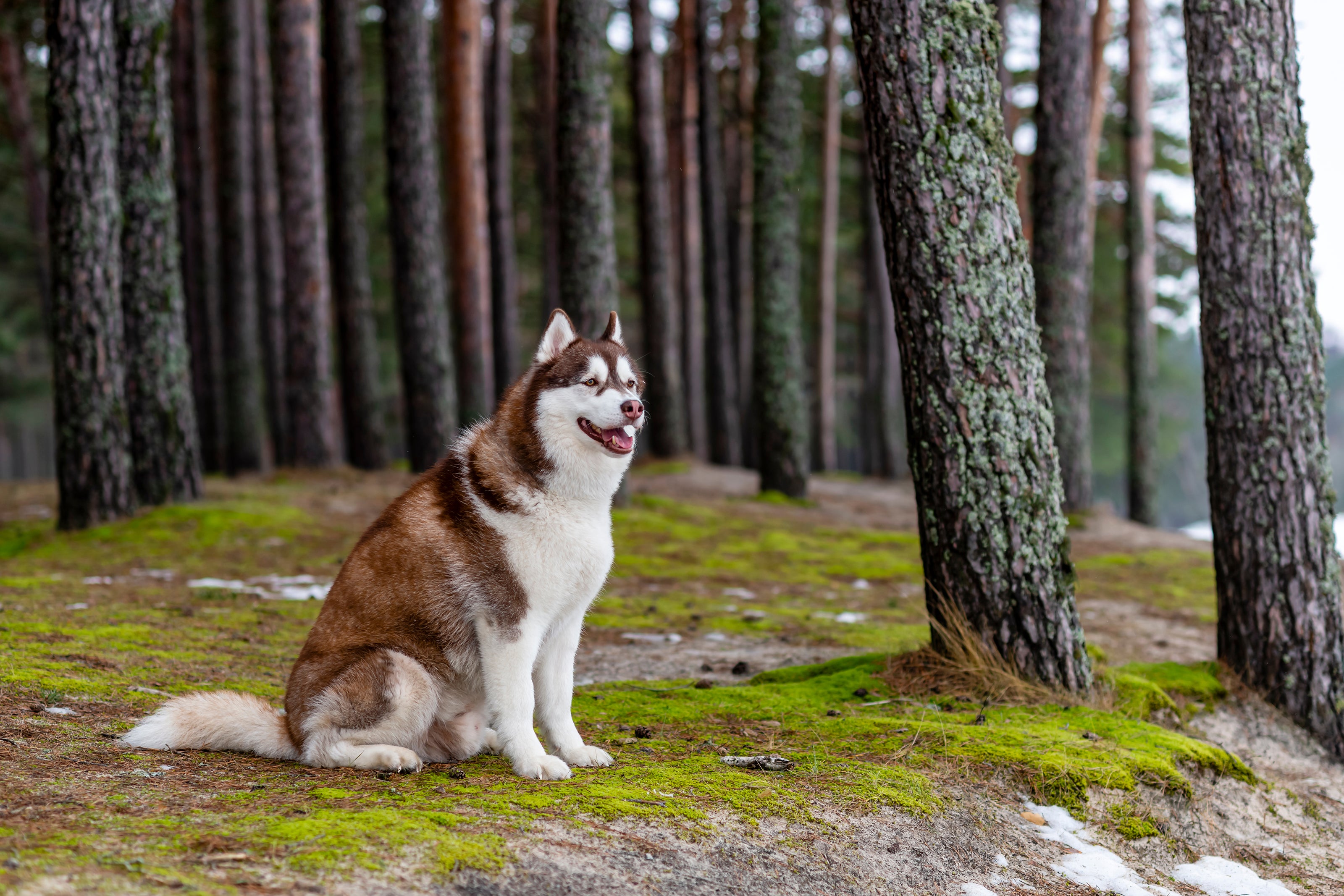 Working husky dog sitting in wooded area