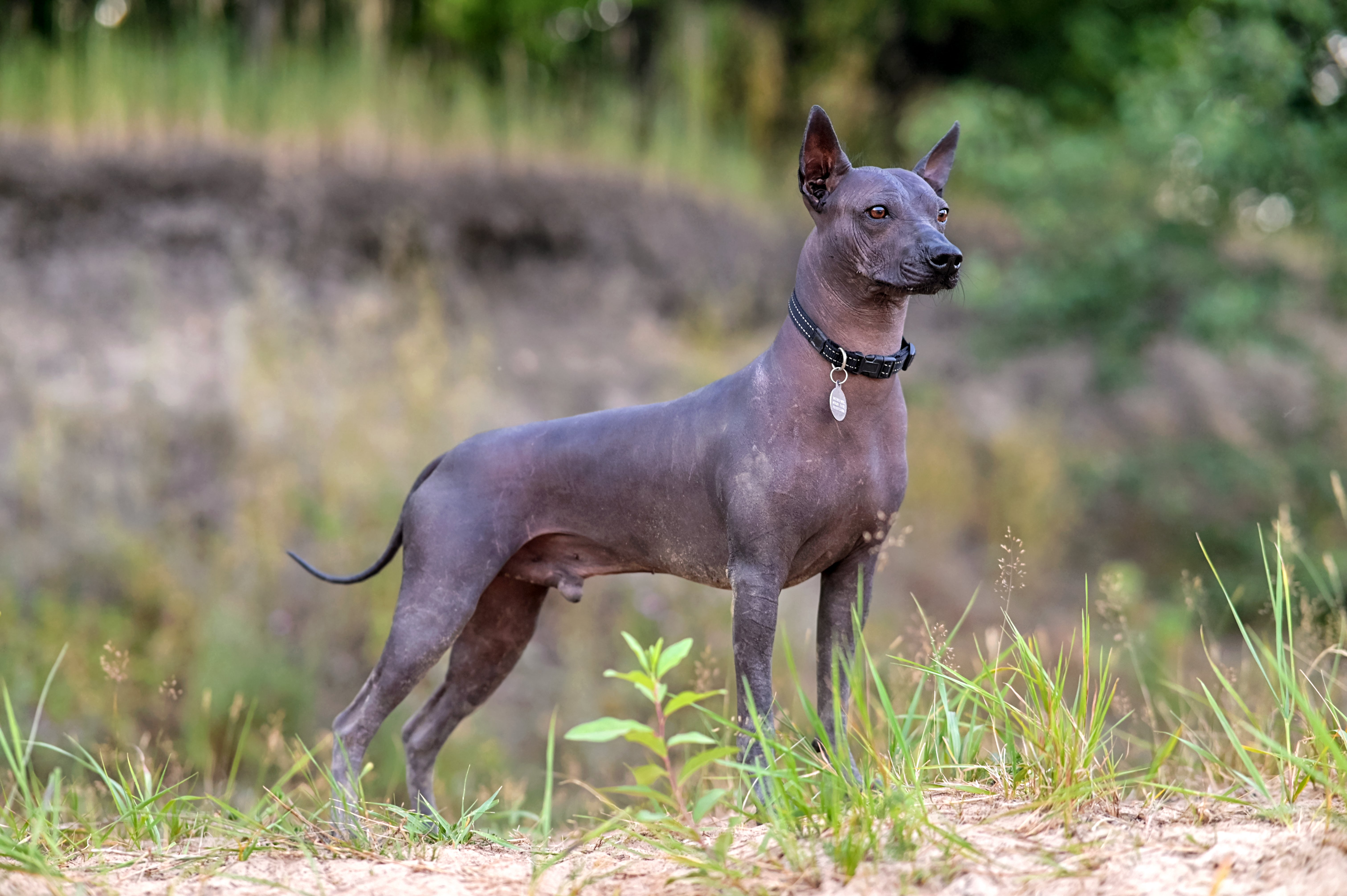 Xoloitzcuintli dog breed standing side view in nature