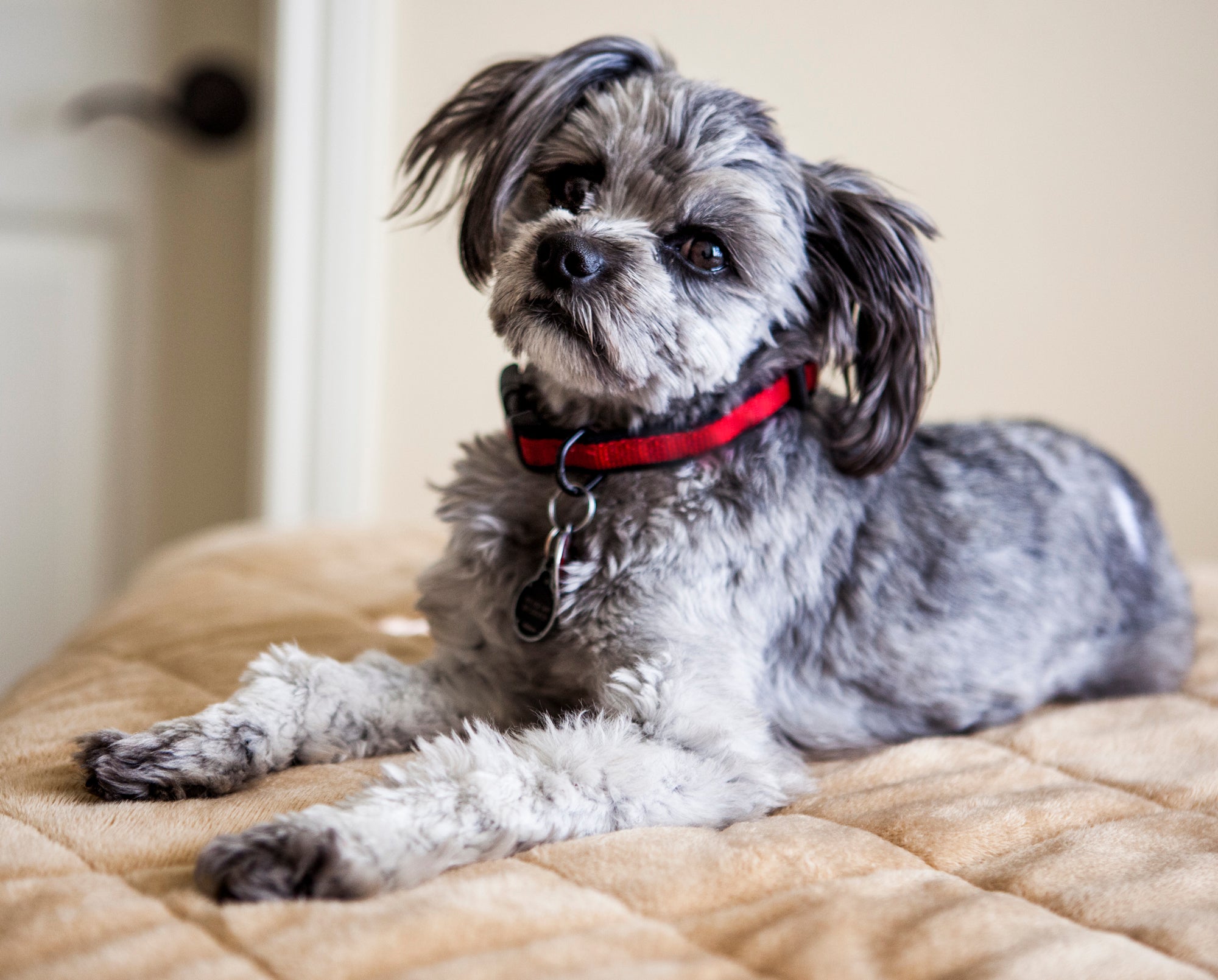 Yorkie Poo dog breed with red collar and head up and cocked to one side laying on a bed