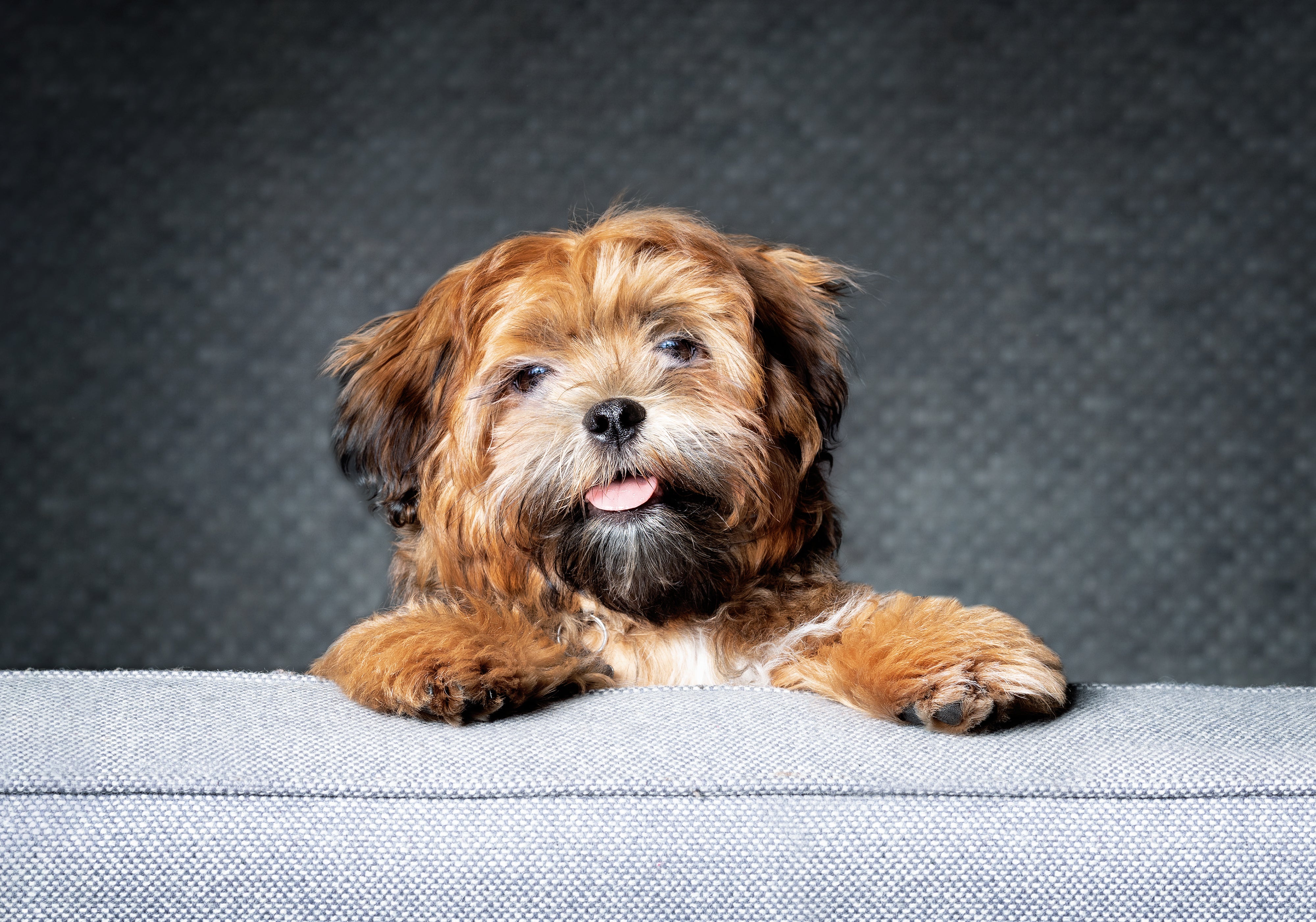 Zuchon dog breed peeking over a couch with tongue out