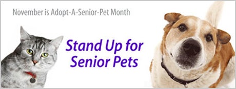 Senior pet banner