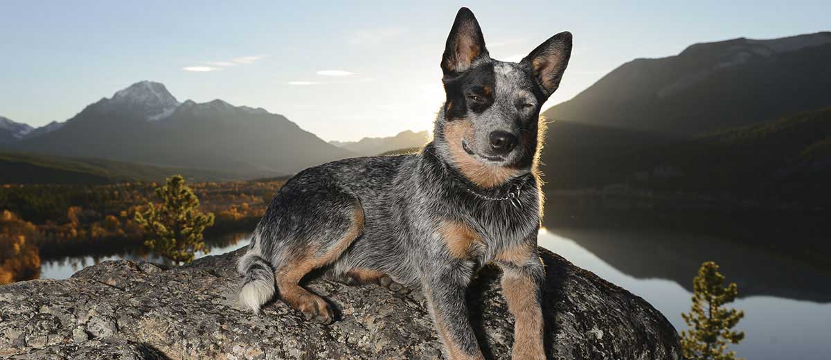 Australian Cattle Dog