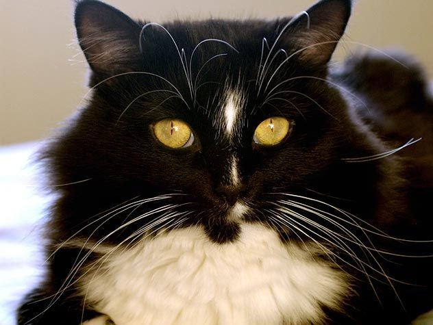 Black cat with kidney failure