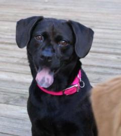 Black dog