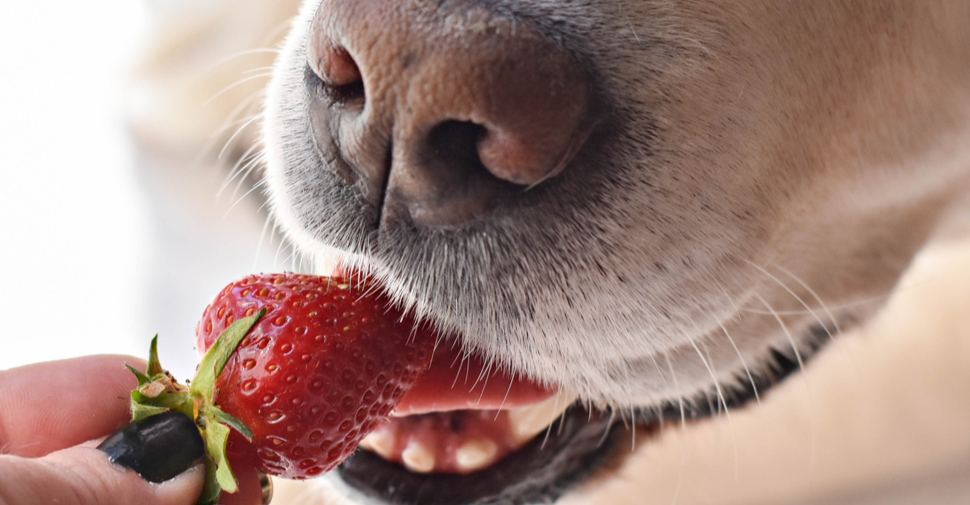 dogs eat strawberries
