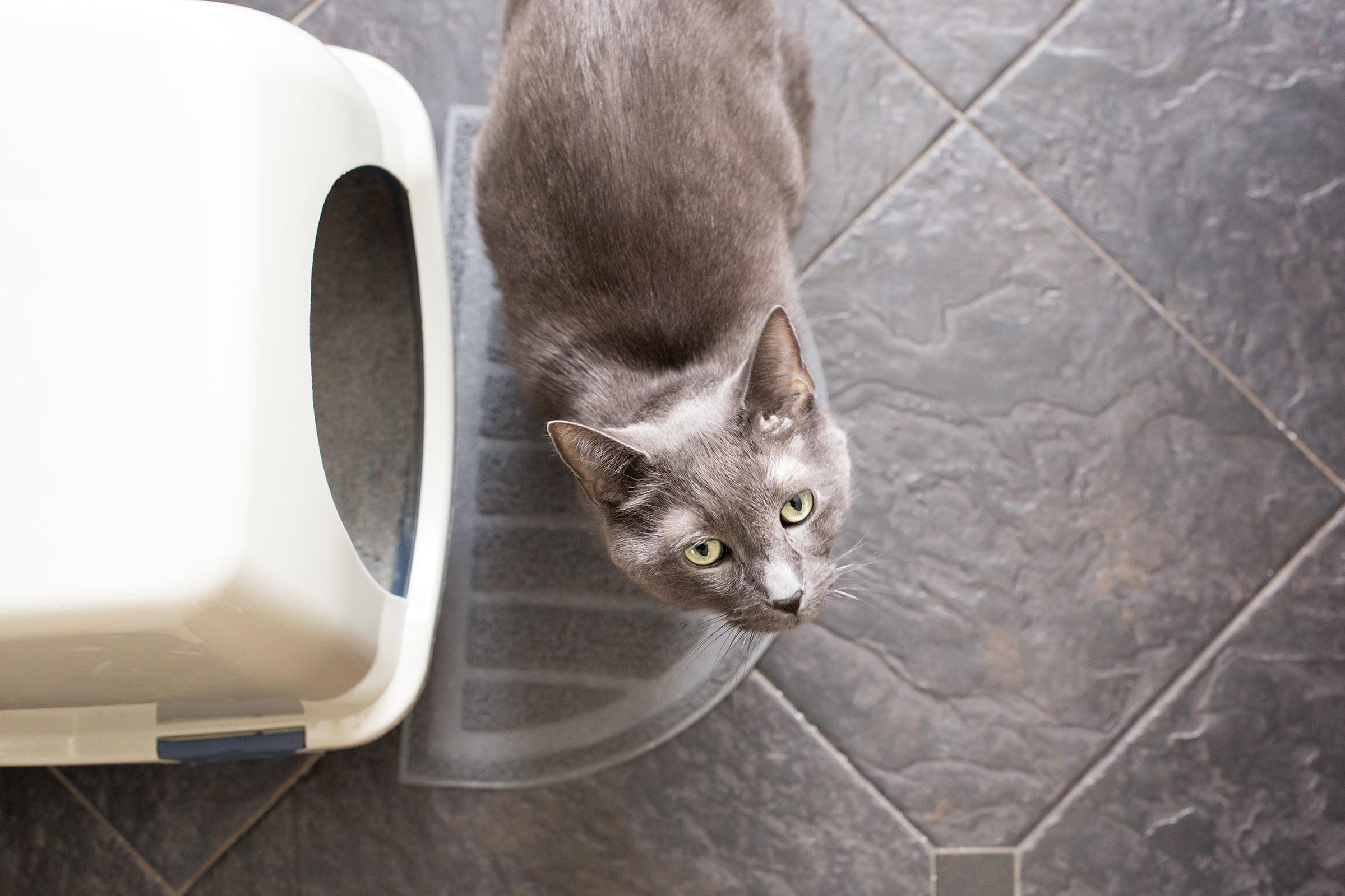 cat next to litter box