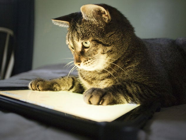 Cat Playing Phone