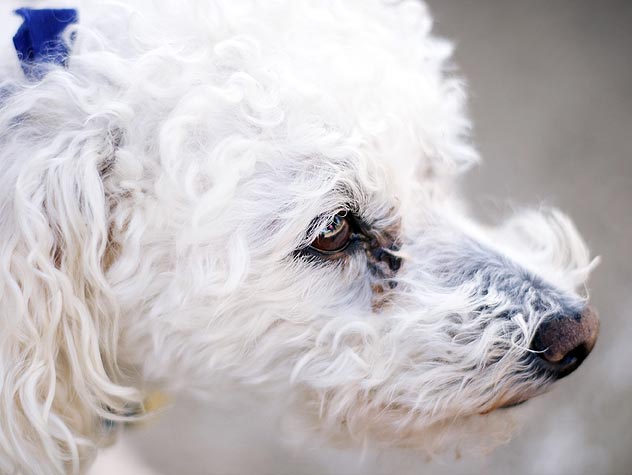 Dog and tear stain
