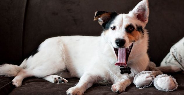 Dog sitting on couch-with tongue out