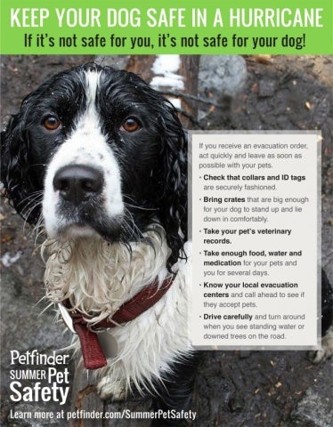 keep your dog safe during a hurricane
