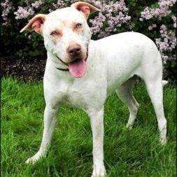 White dog