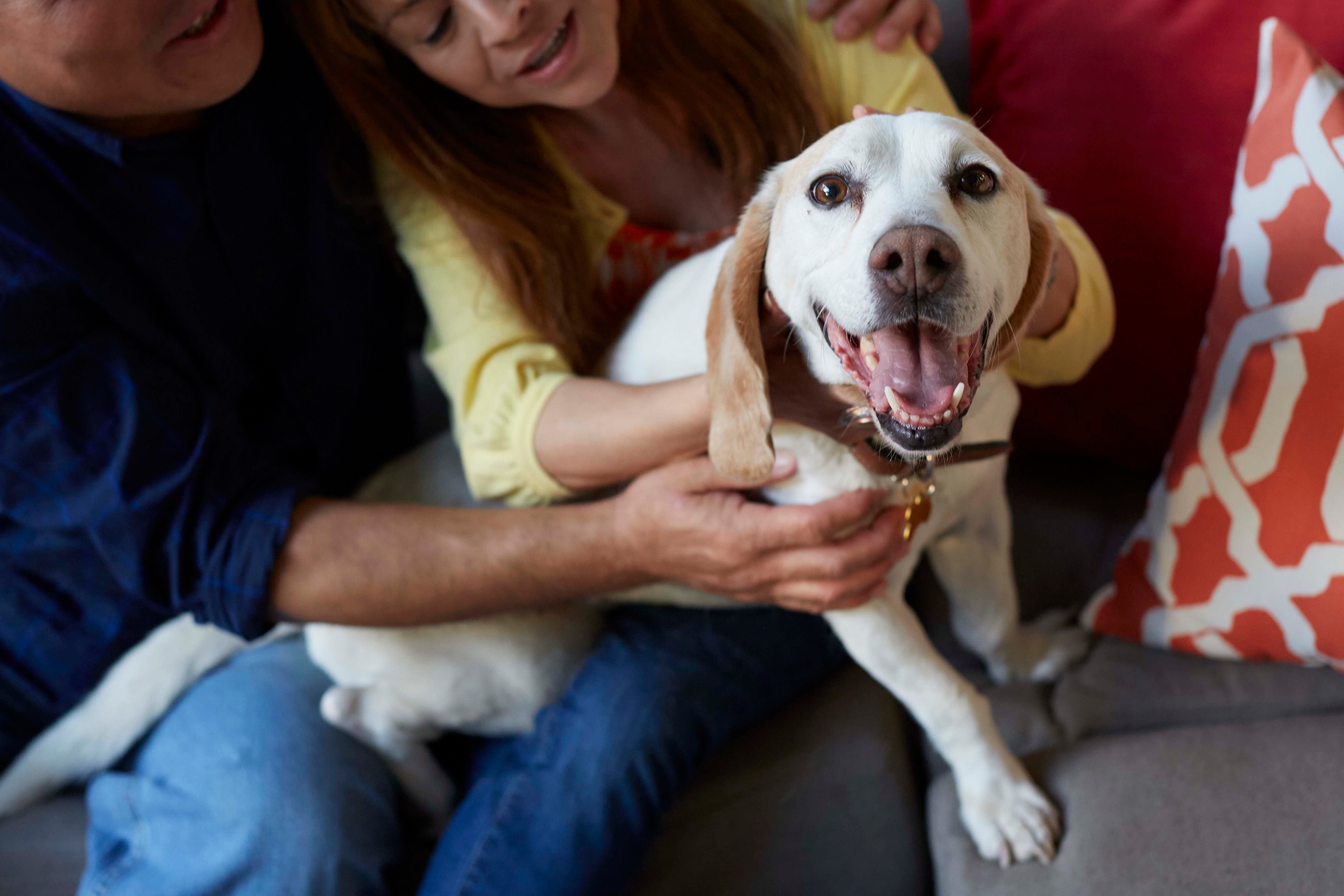 Dog sitting on owners  lap looking at the camera smiling