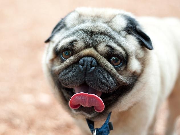 Dog sticking tongue out