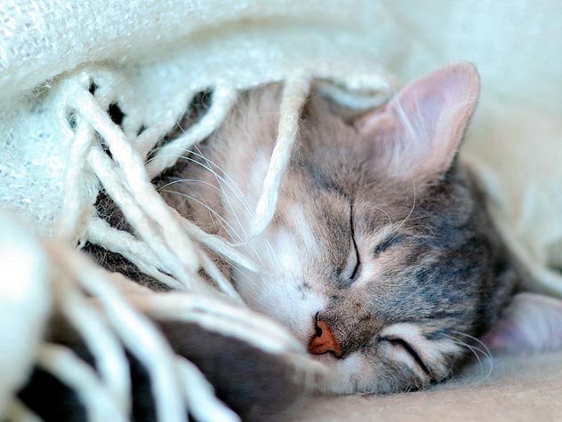 Infectious peritonitis in cats