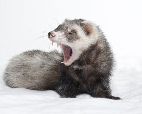ferret teeth and dental care