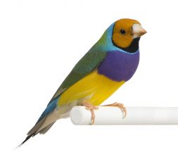 Cute bird