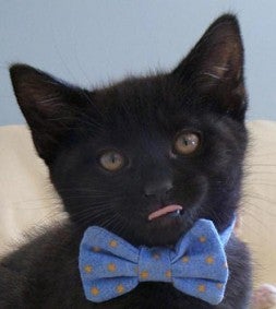 Happy cat