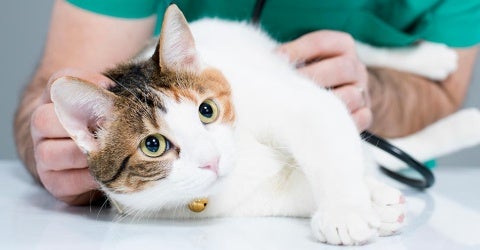 cat at vet