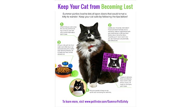 keep cat from becoming lost
