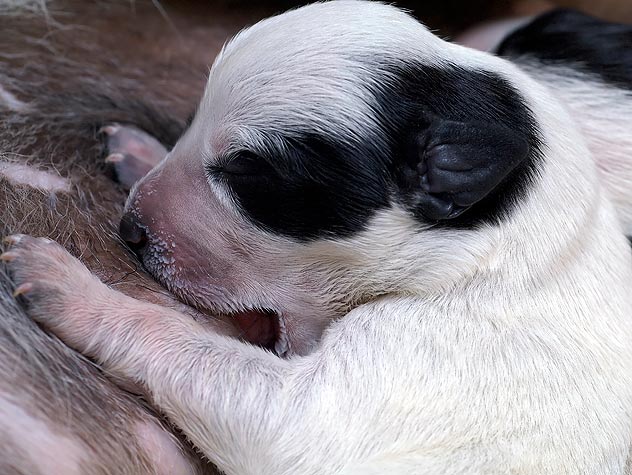 Mastitis in dogs