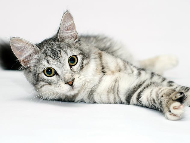 neuter kittens