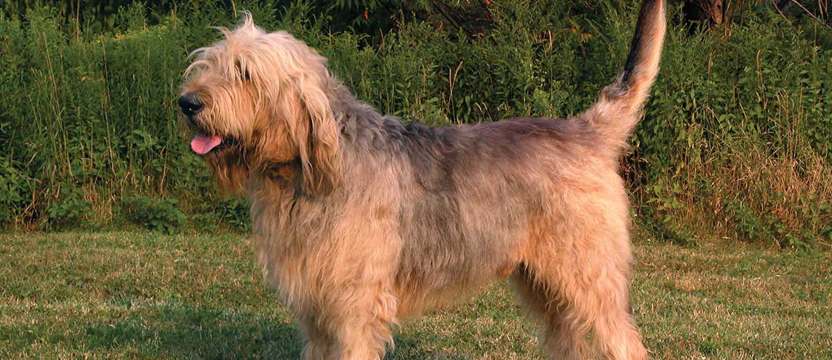 Otterhound