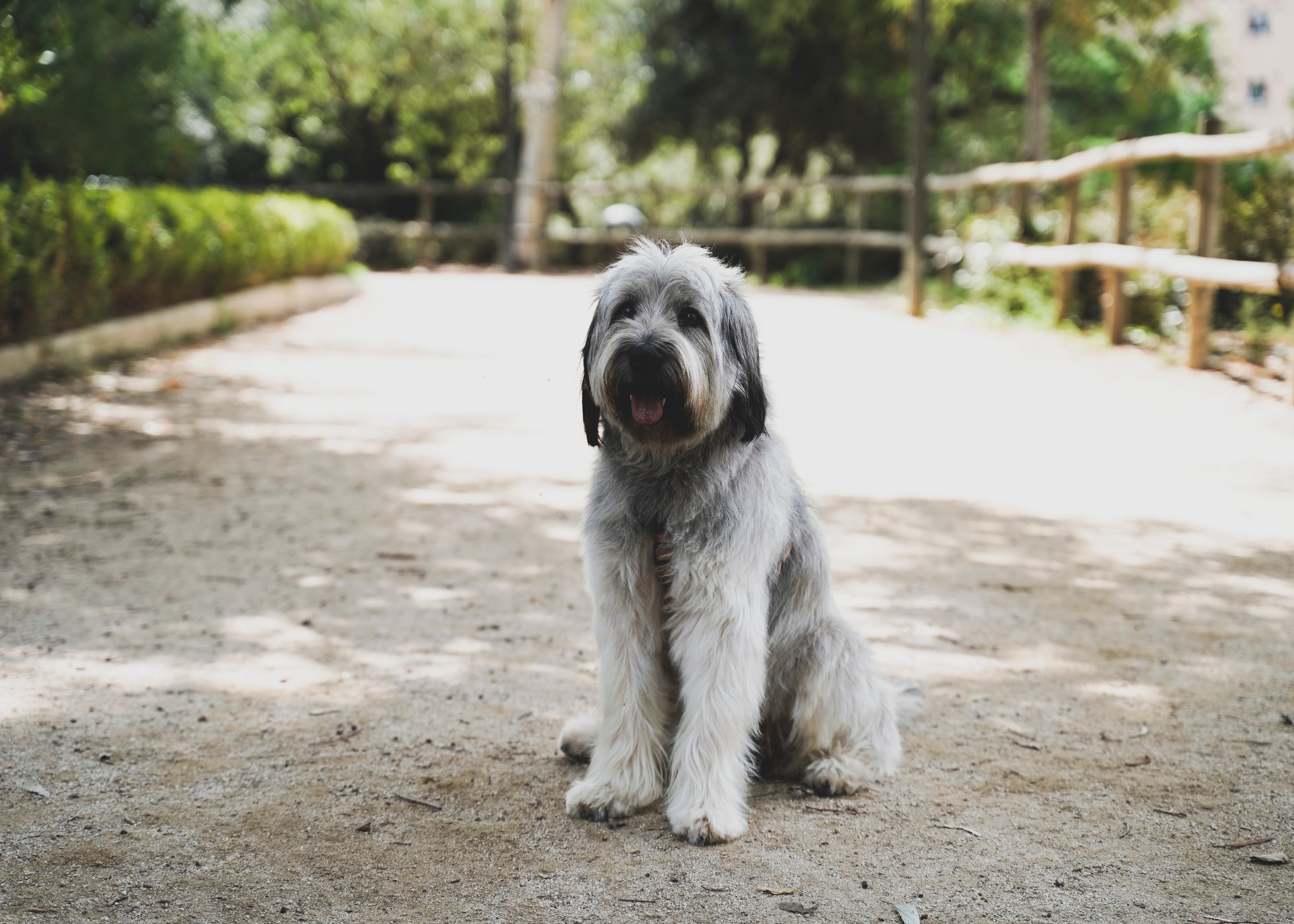 Polish Lowland Sheepdog breed sitting on a dirt driveway 