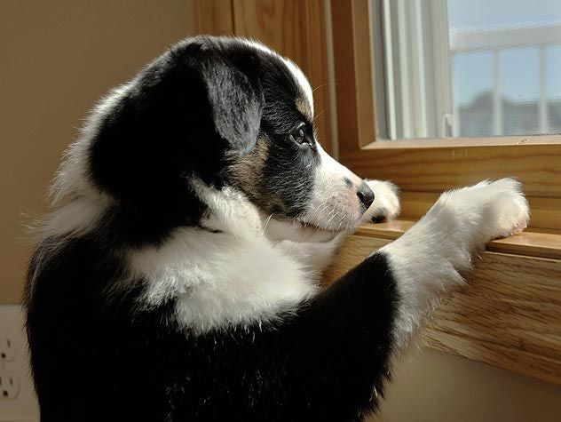 ​​​​Dog looking out window