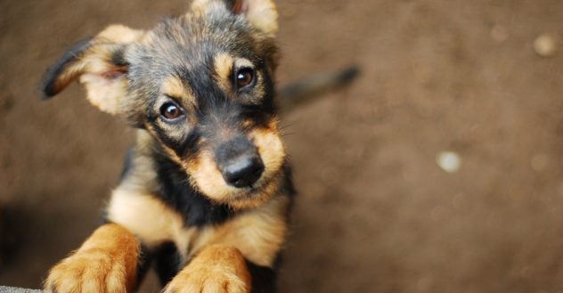 ​​Shelter Dog 