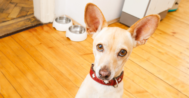 Small Dog Begging For Food