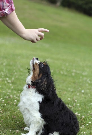 teaching a dog to stay